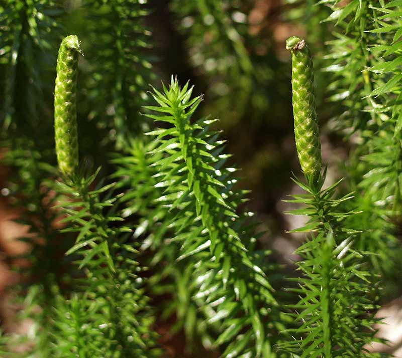 分筋草(分筋草)