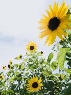 又是一季花開時