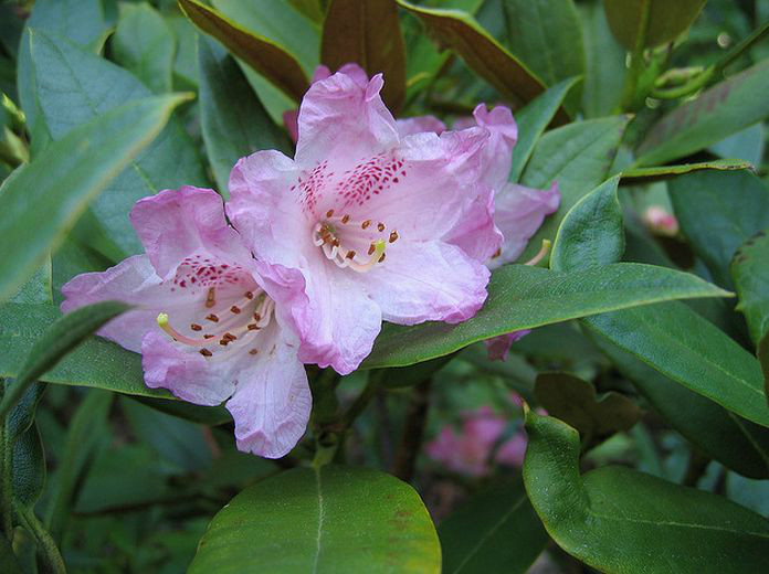 粉鐘杜鵑（原變種）