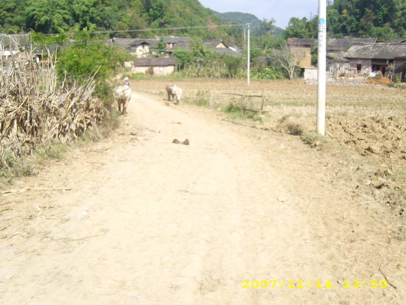 大龍鼻村