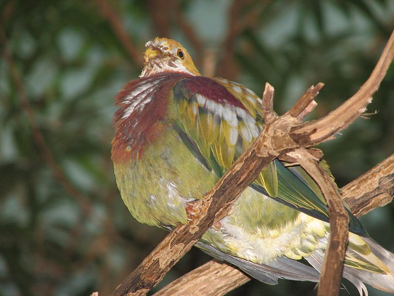 麗色果鳩