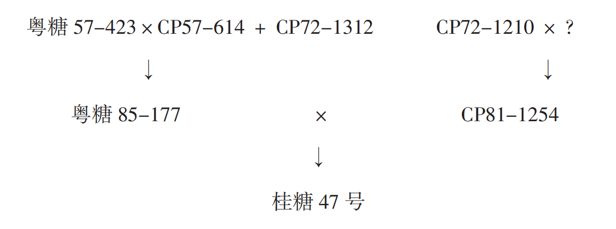 桂糖47號