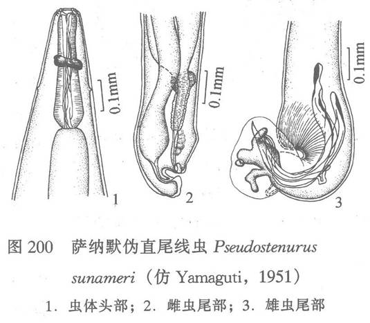 薩納默偽直尾線蟲