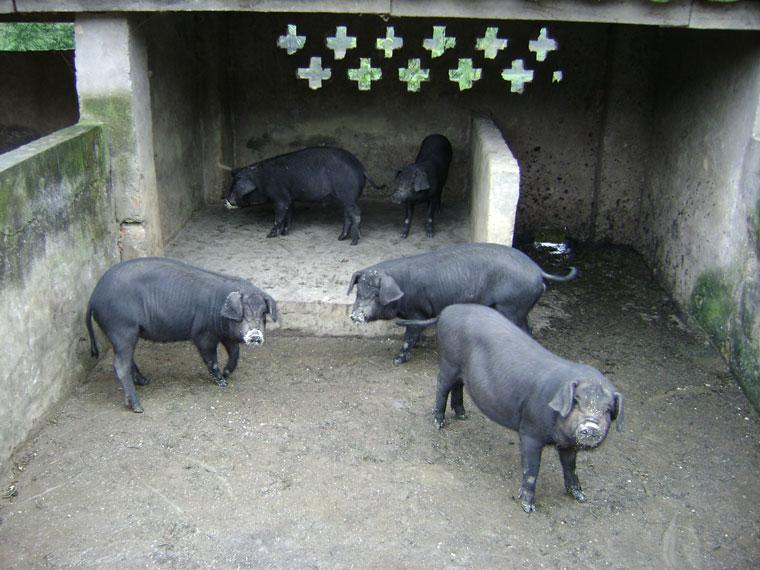 那榮壩一二自然村-養殖業