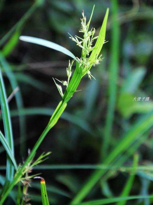 高稈珍珠茅組