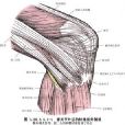 股二頭肌加半腱肌移位代四頭肌