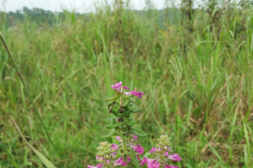 穗花馬先蒿