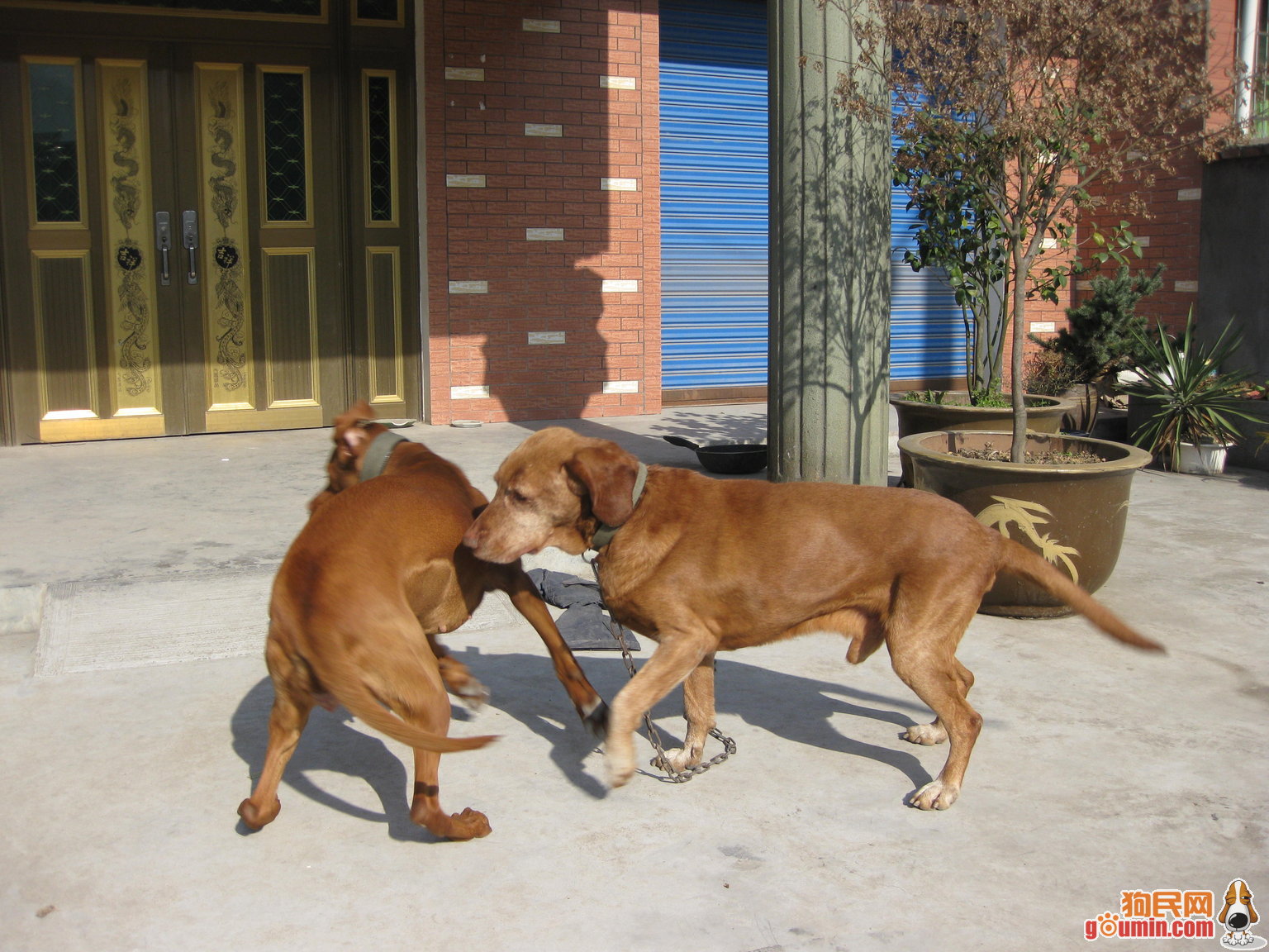 尋血獵犬