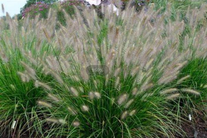 Pennisetum alopecuroides HUSH PUPPY