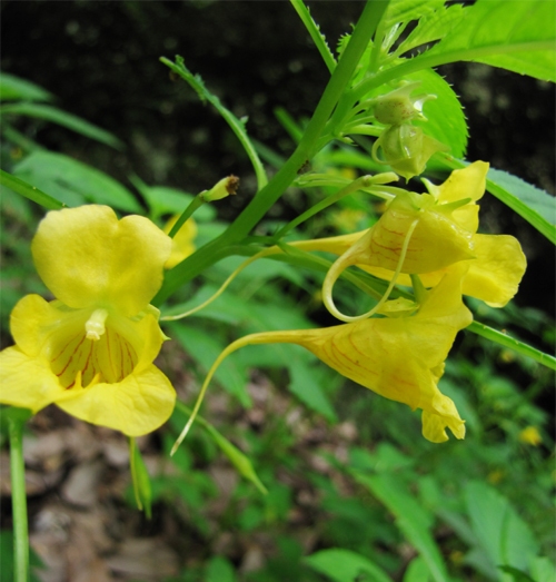 淡黃綠鳳仙花