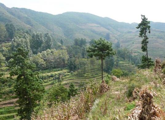 小柳樹村(雲南宣威市格宜鎮下轄村)