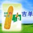 吉單35(禾本科玉蜀黍屬植物玉蜀黍的品種)