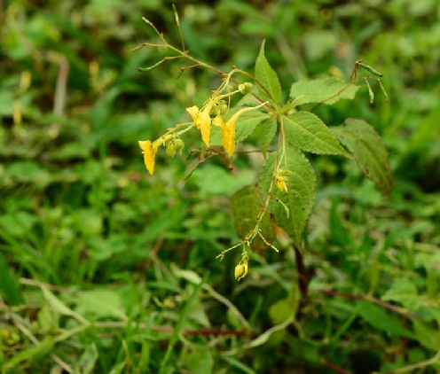 疏花鳳仙花