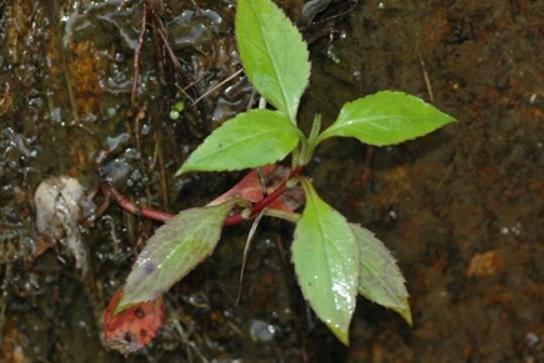 Patrinia villosa