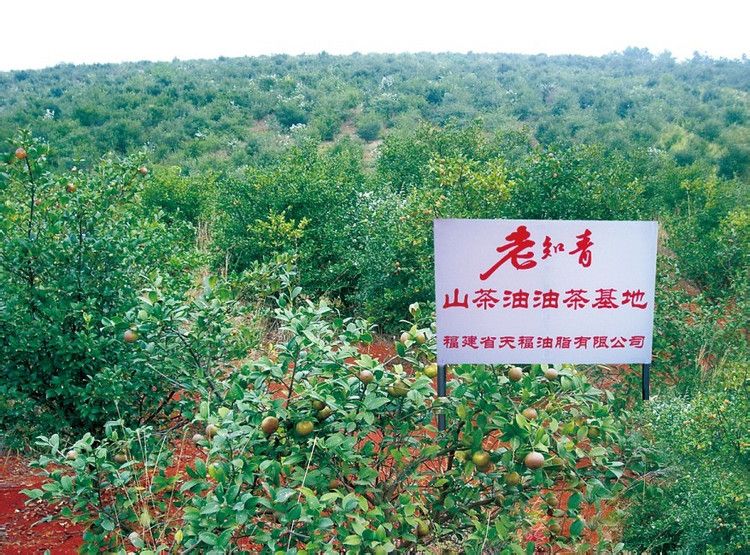 老知青山茶油