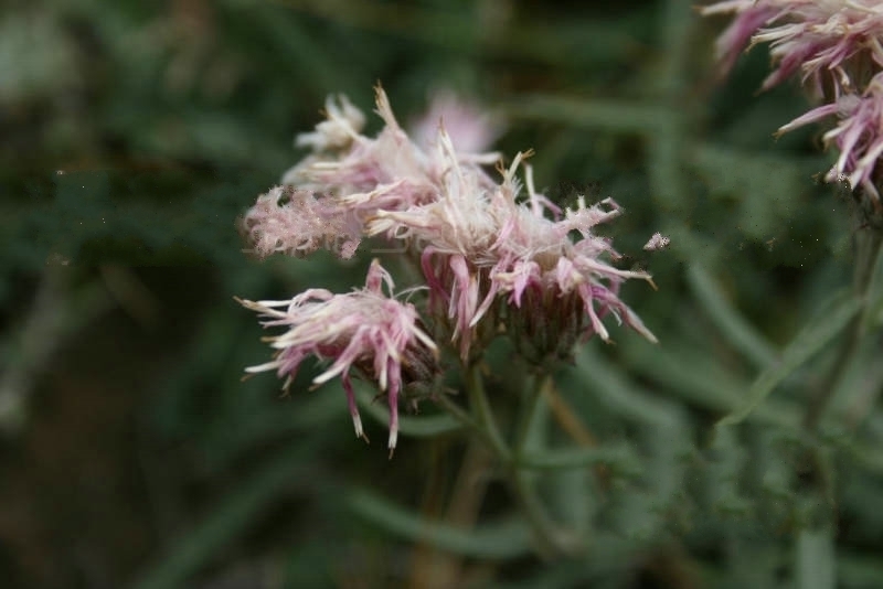 烏恰風毛菊