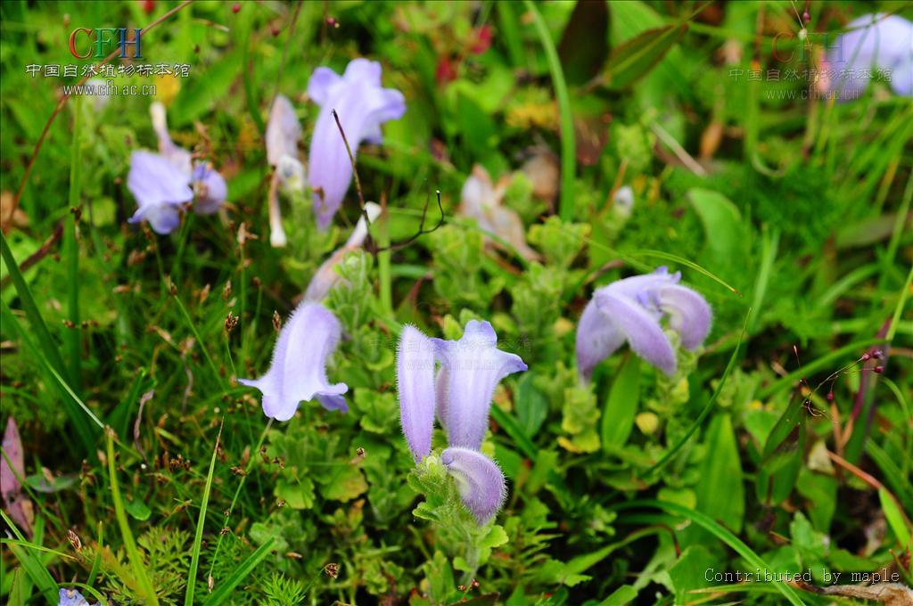 馬藍亞族