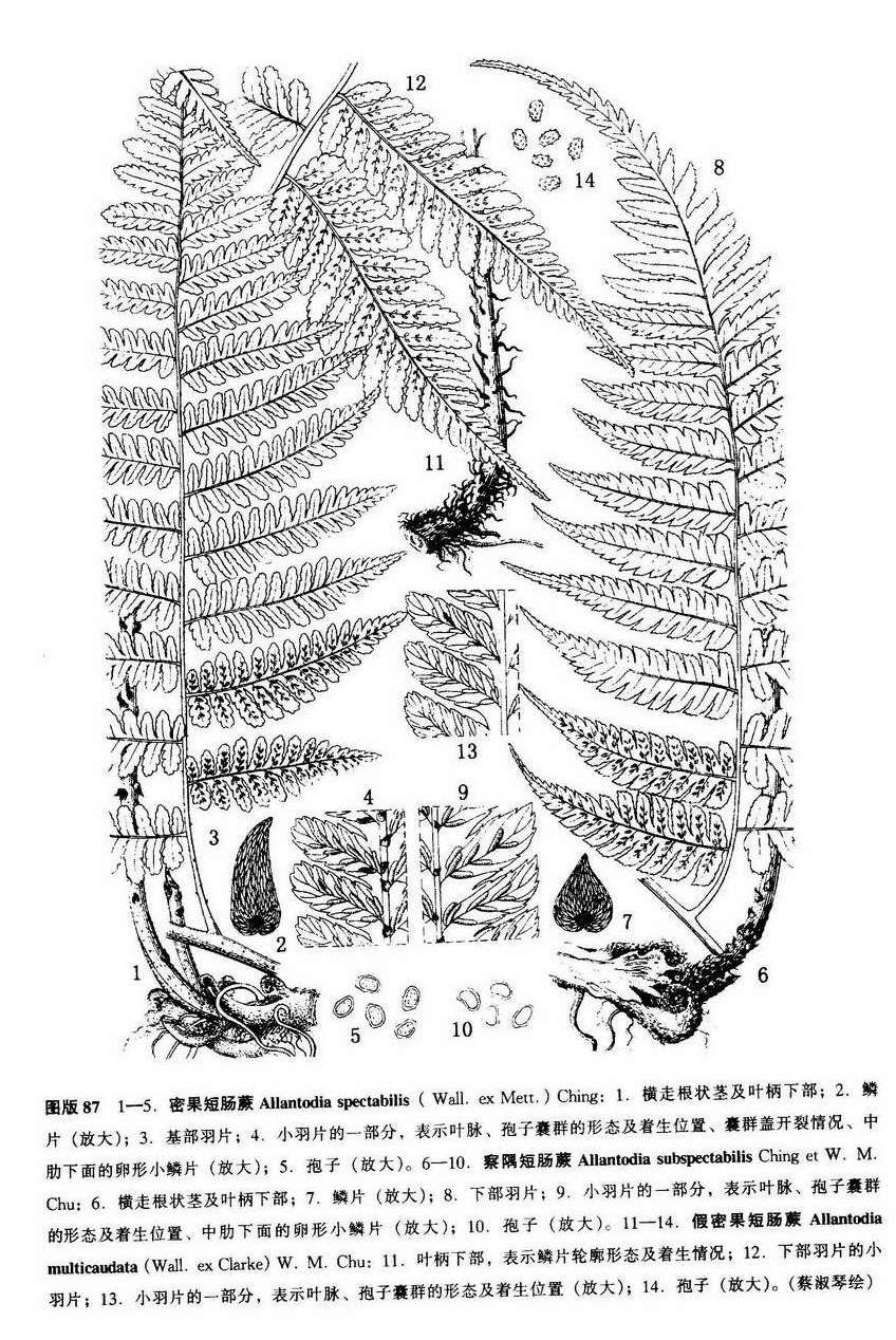 假密果短腸蕨