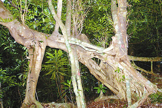 海南七仙嶺溫泉國家森林公園