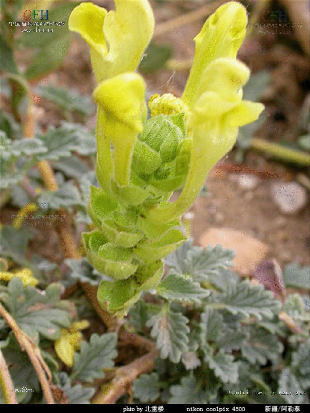 深裂葉黃芩