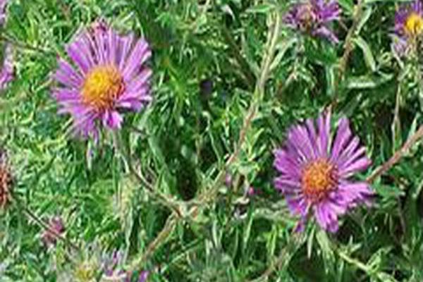 Symphyotrichum novi-belgii \x27Blue Lagoon\x27