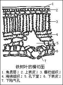 葉的結構