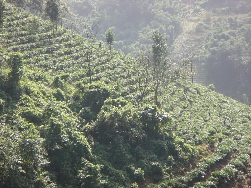 石頭二隊村