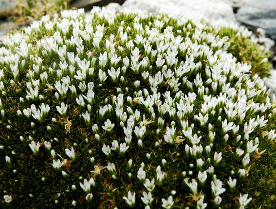 蘚狀雪靈芝