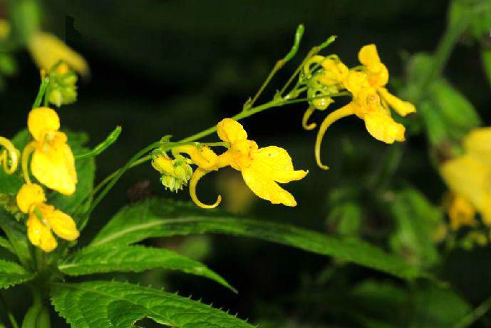 疏花鳳仙花