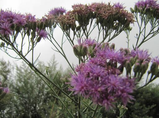 漂亮風毛菊