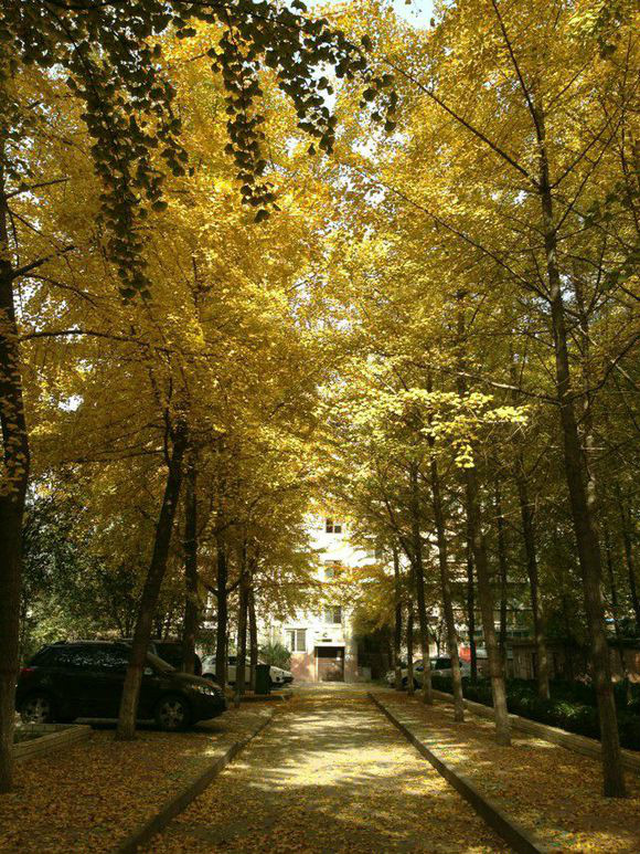 鄭州大學國際學院(鄭州大學佛羅里達學院)