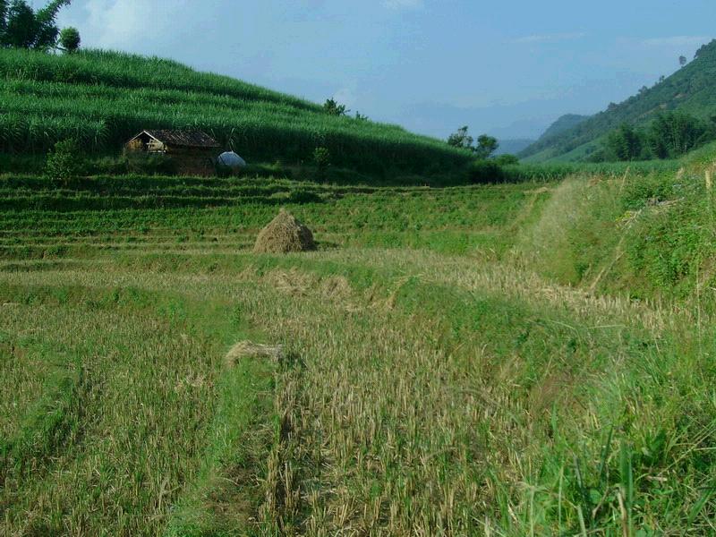 冷水溝自然村(雲南臨滄鎮康縣忙丙鄉新水村委冷水溝自然村)