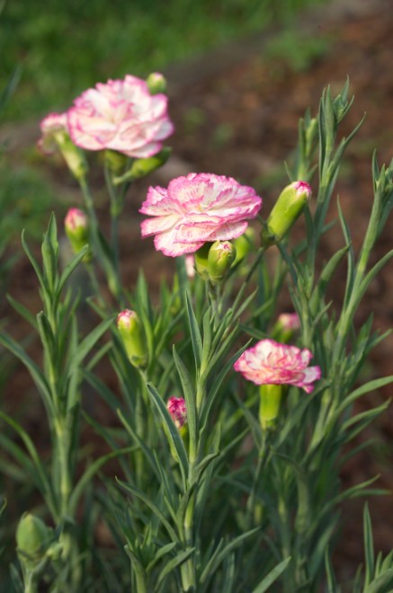 粉花康乃馨