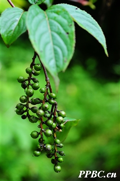 西域旌節花 Stachyurus himalaicus