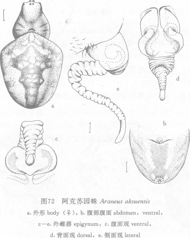 阿克蘇園蛛