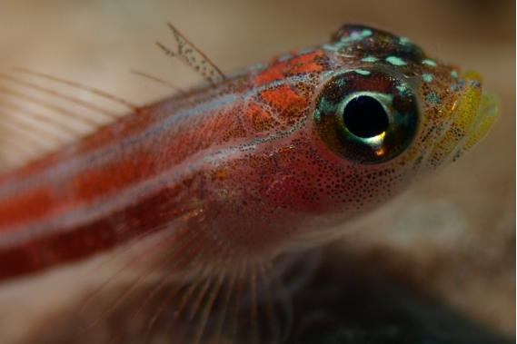 地中海鰕虎魚屬