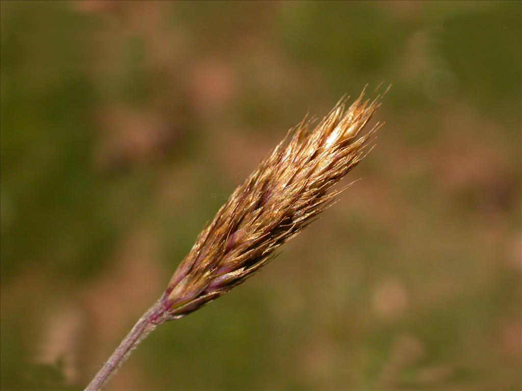 矮羊茅