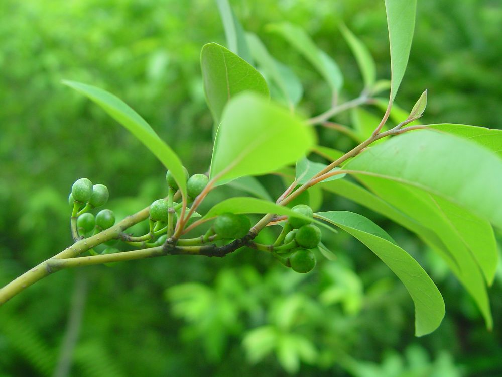 鱗秕油果樟