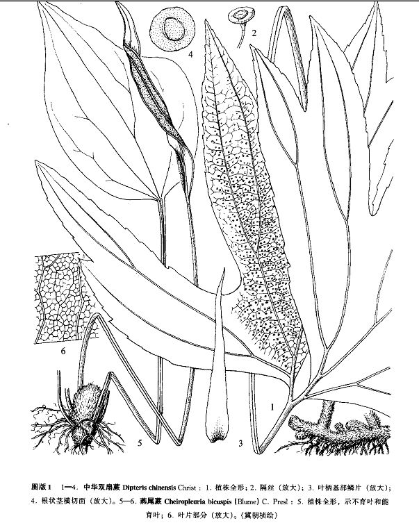 雙扇蕨(取自《中國植物志》第六卷第二冊)