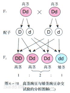 “孟德爾—孫”遺傳基因優先組合定律