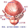 單純癌