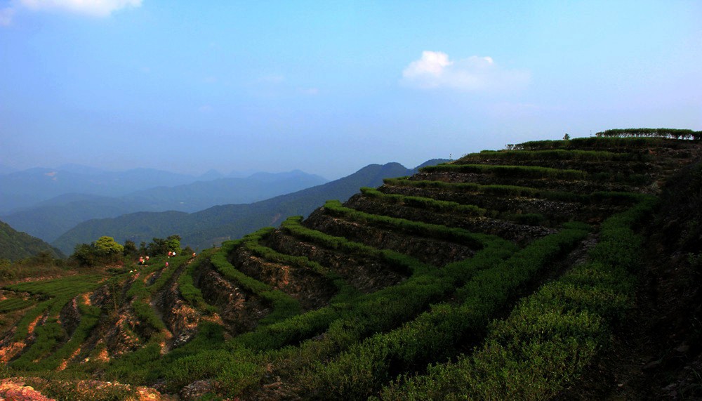 梅江區清涼山茶