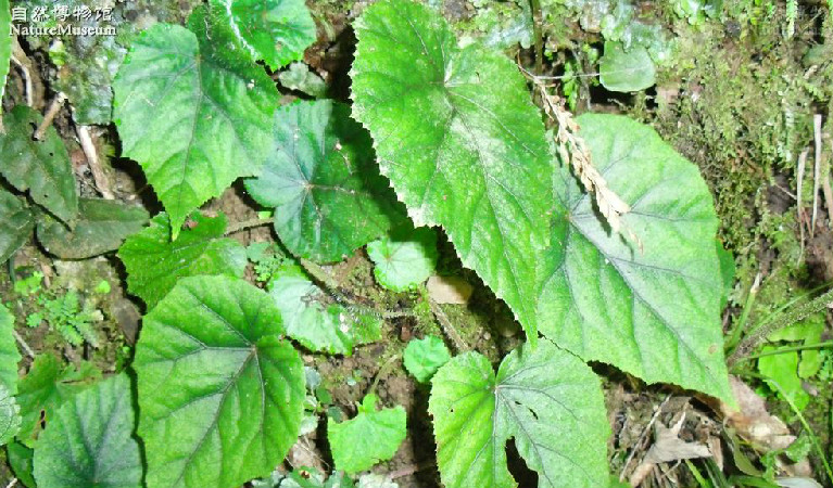 長柄秋海棠(植物)