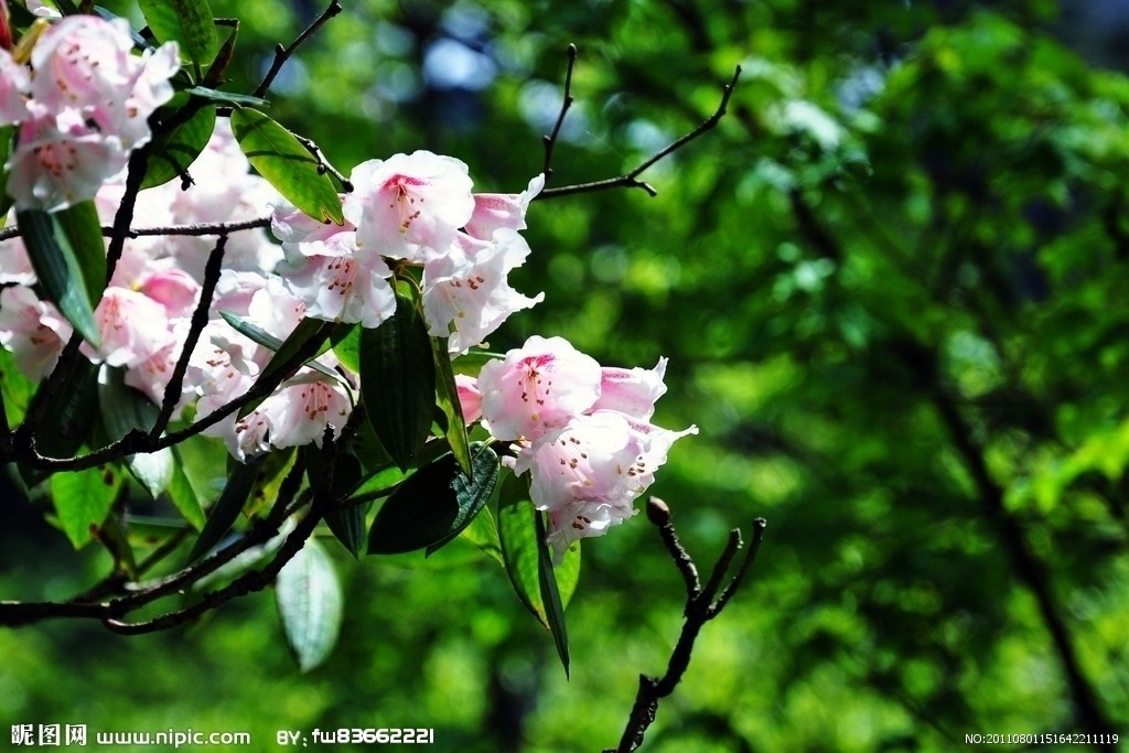 五月花(五月花號公約)