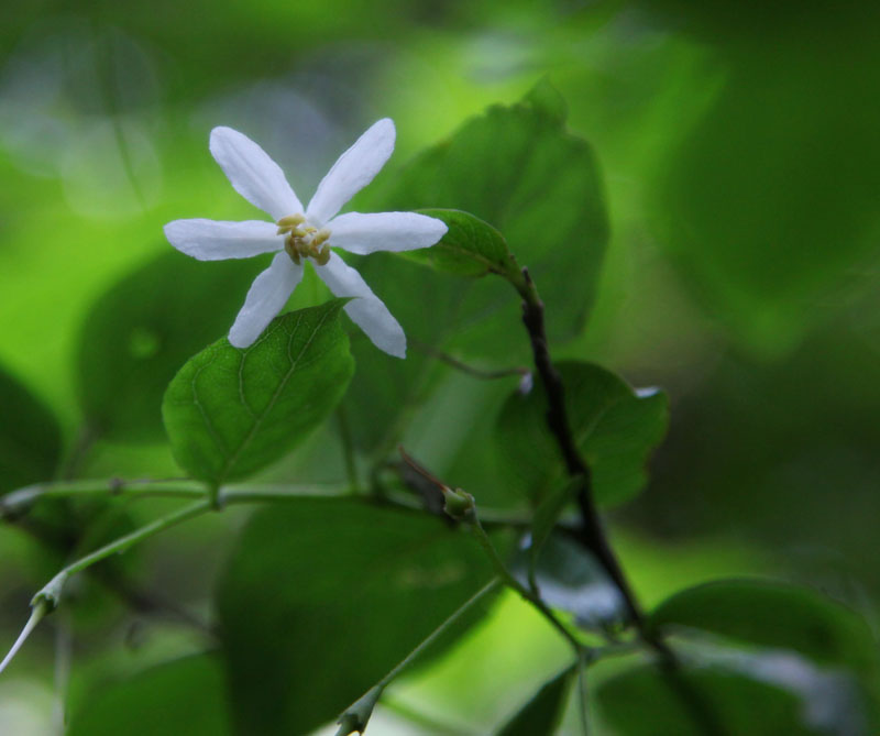 秤錘樹開花