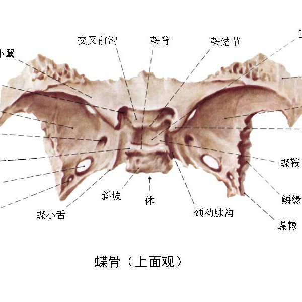 蝶骨