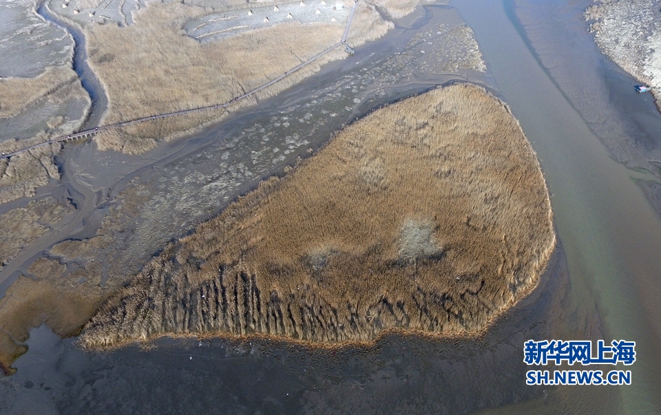 河口沖積島