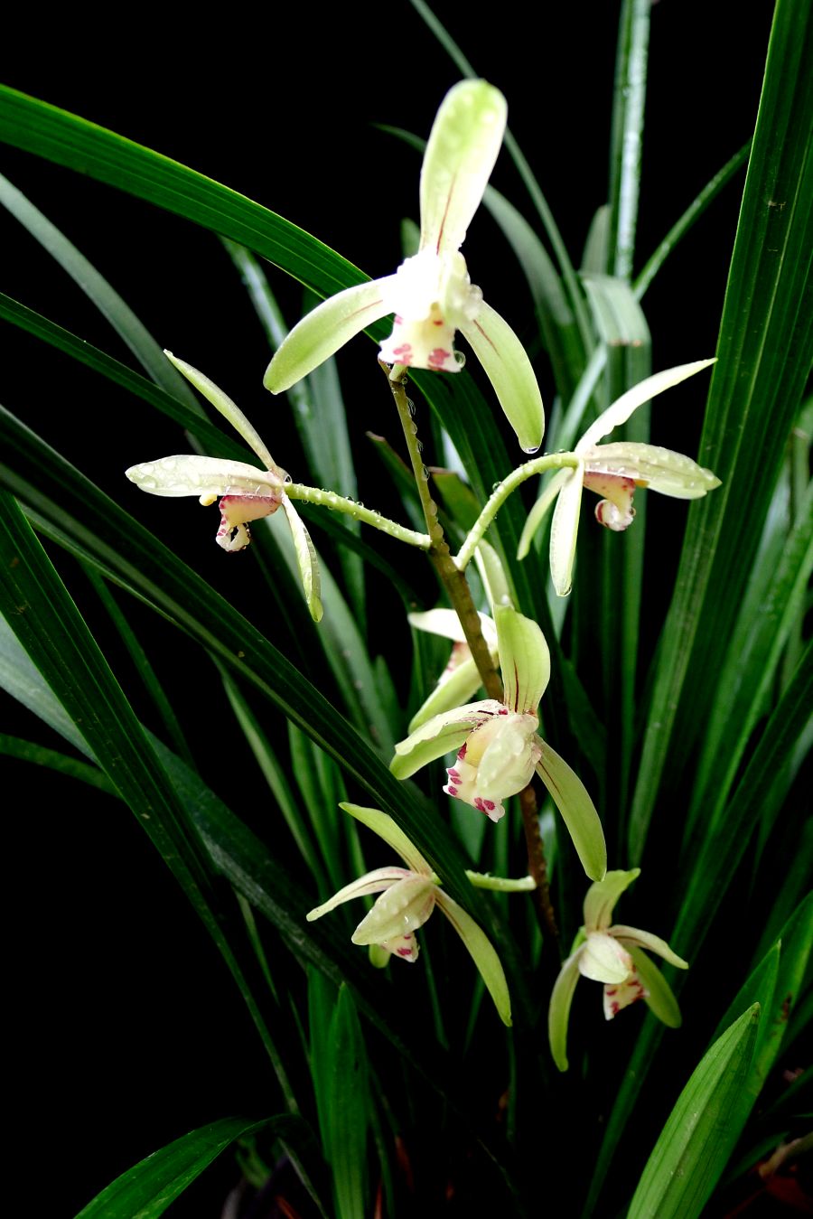 蘭草(蘭科、澤蘭屬​植物)