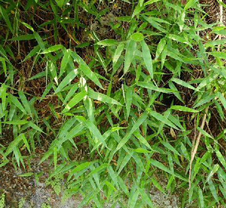 矛葉藎草（原變種）