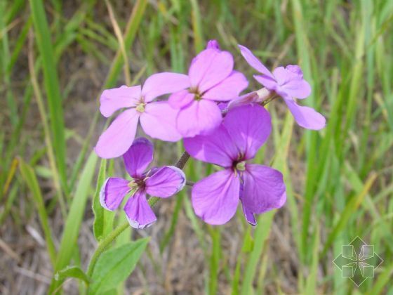 紫香芥